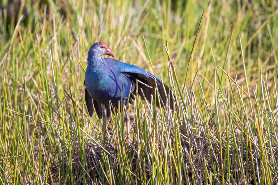 Grey Headed Swamphen Stretches Wings