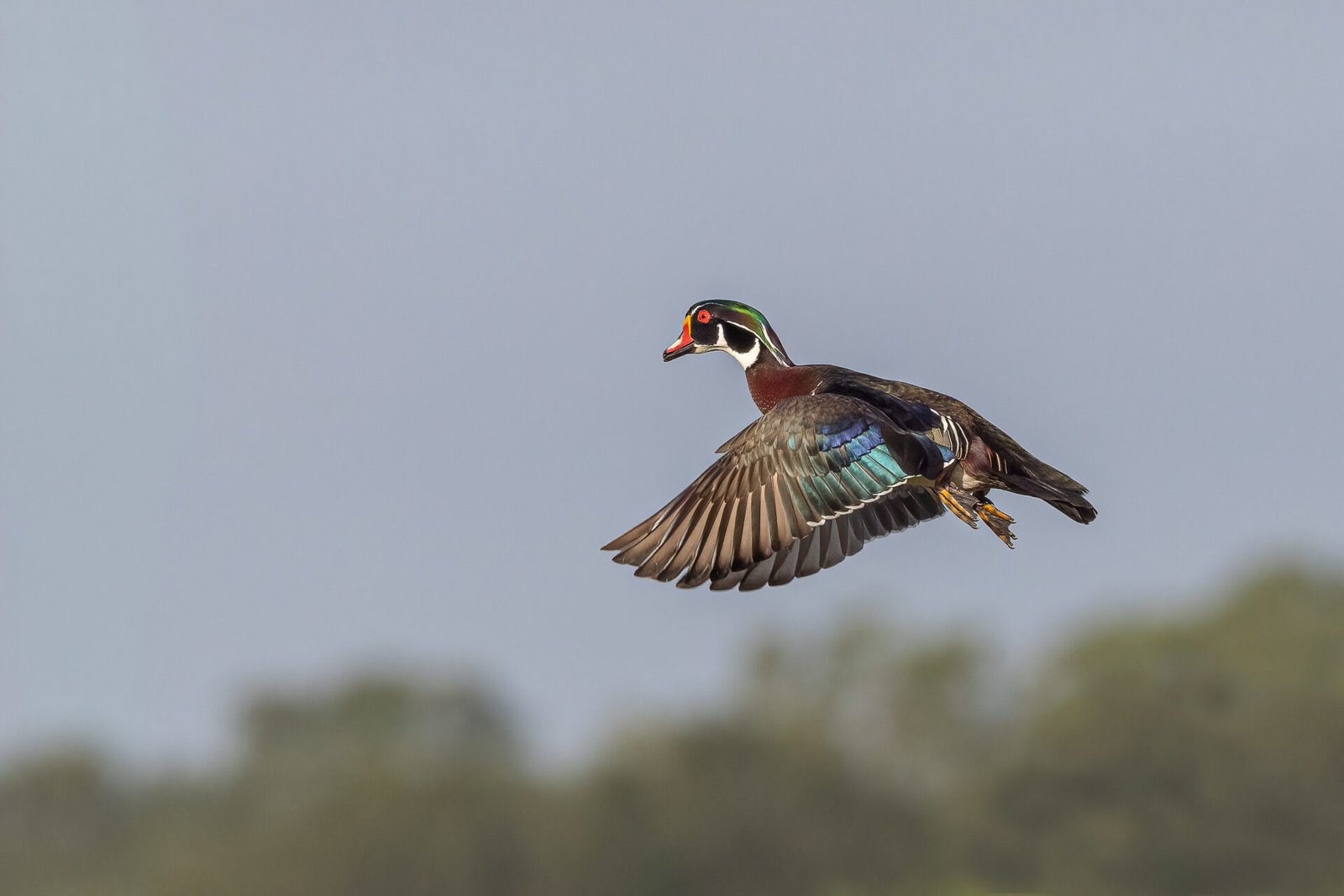 Male Wood Duck Takes Off