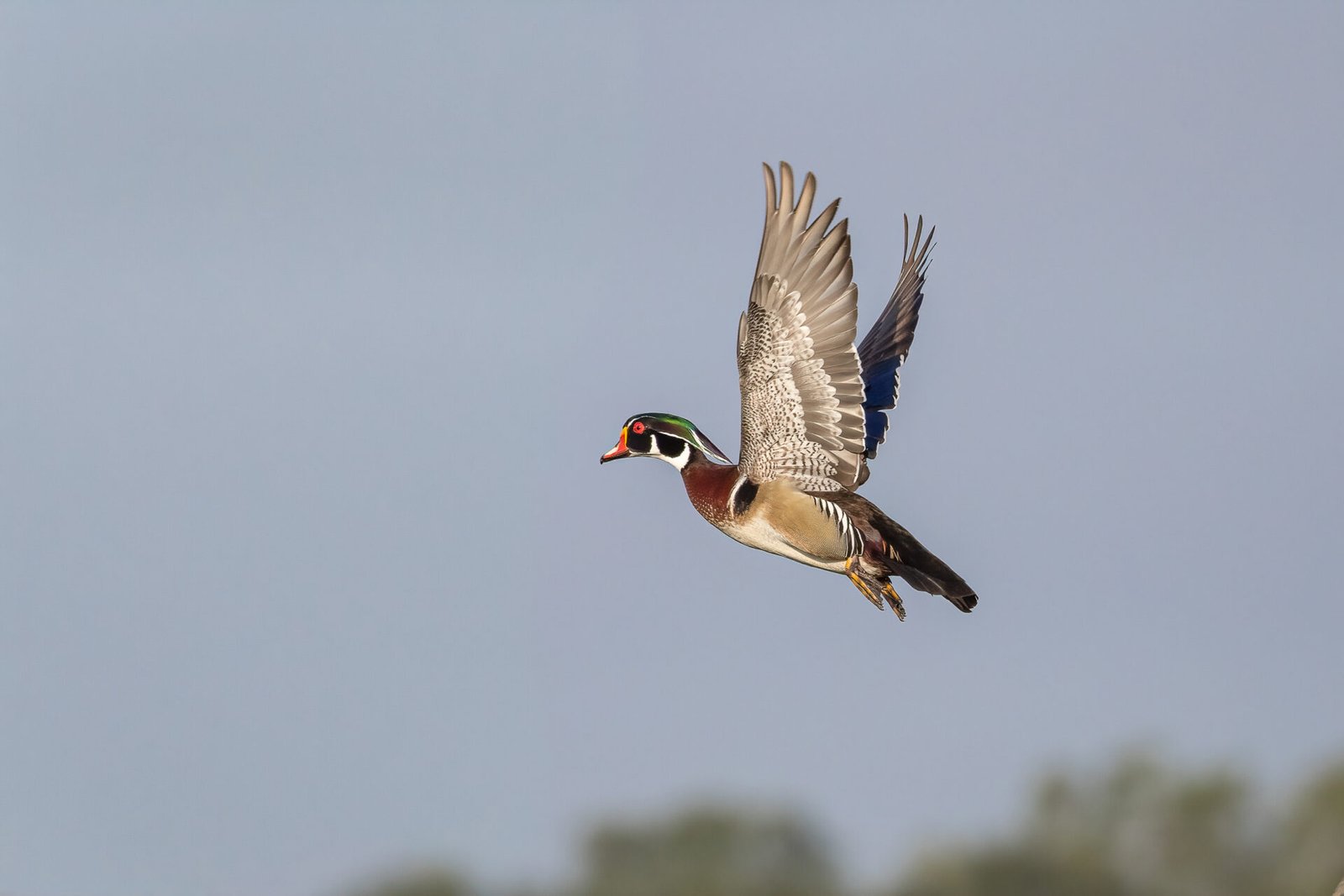 Wood Duck Male Flies Off