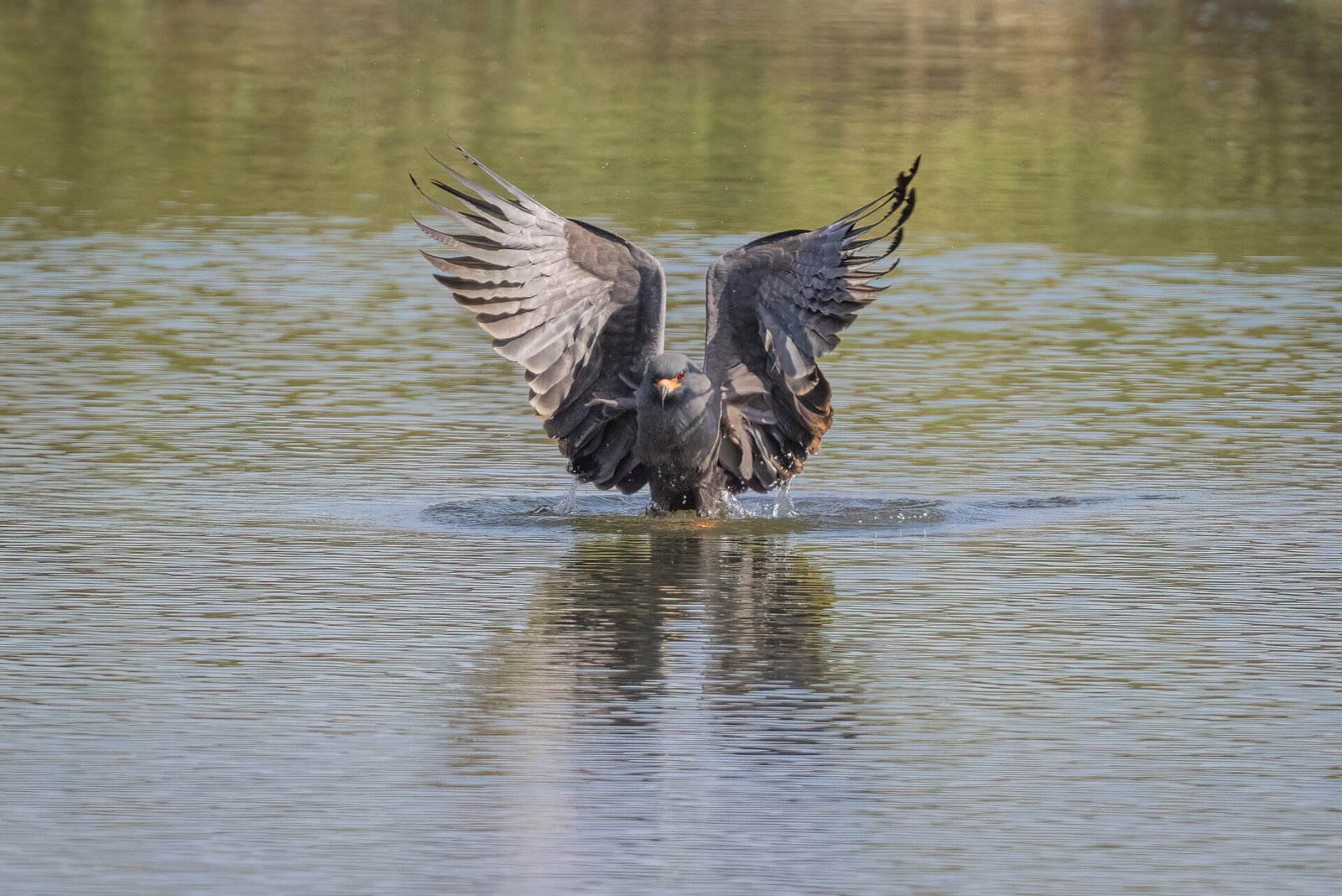 Male Snail Kite Flaps Wings Hard To Get Out Of Water