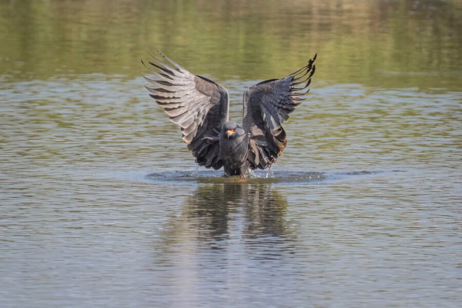 Male Snail Kite Flaps Wings Hard To Get Out Of Water