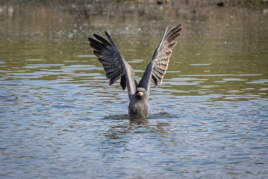 Male Snail Kite Plunges Into Water