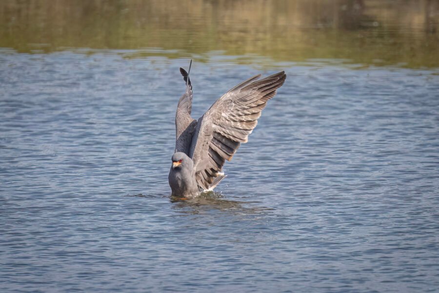 Male Snail Kite Reaches Into Water For Snail