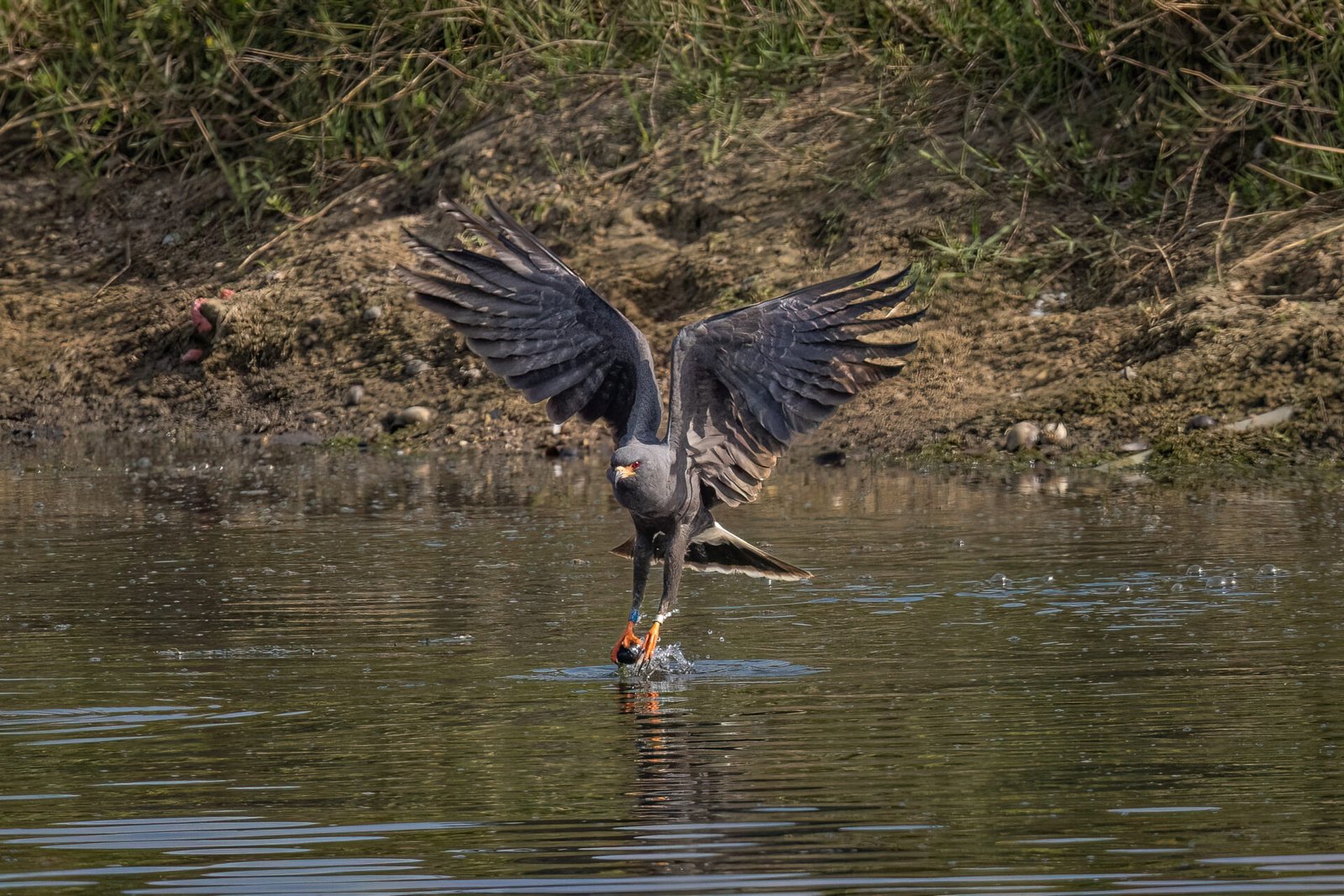 Male Snail Kite Scoops Up Fresh Snail