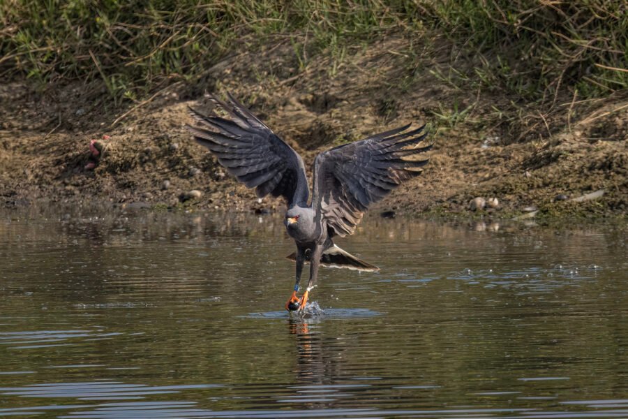 Male Snail Kite Scoops Up Fresh Snail