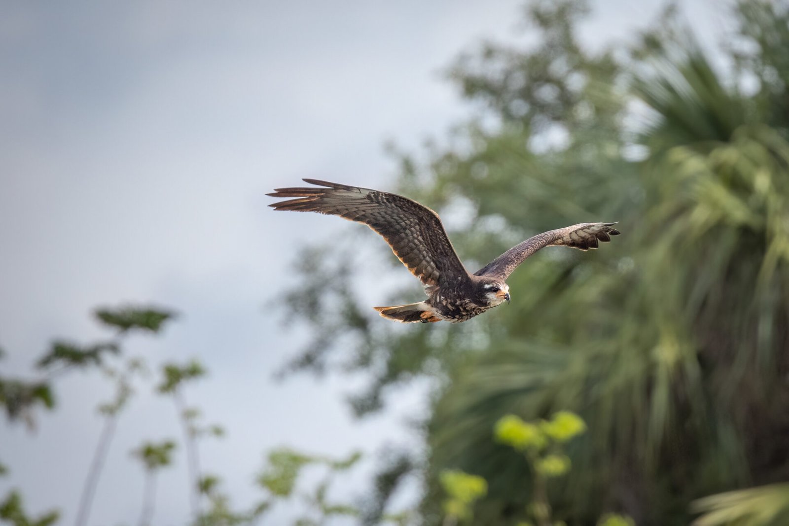 Snail Kite Female Cruises By To Right