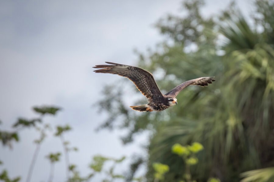 Snail Kite Female Cruises By To Right