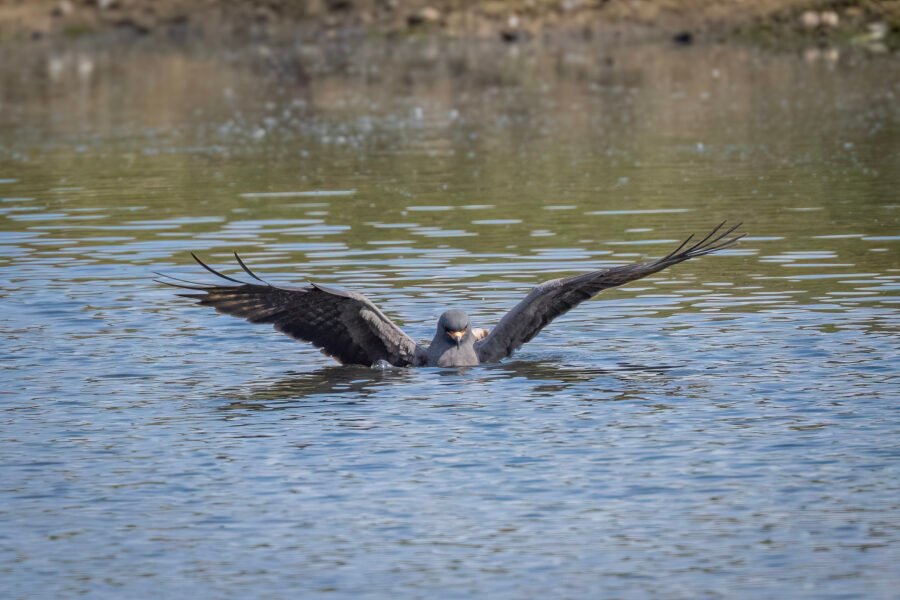 Snail Kite Male Plunges Into Deep Water For Snail