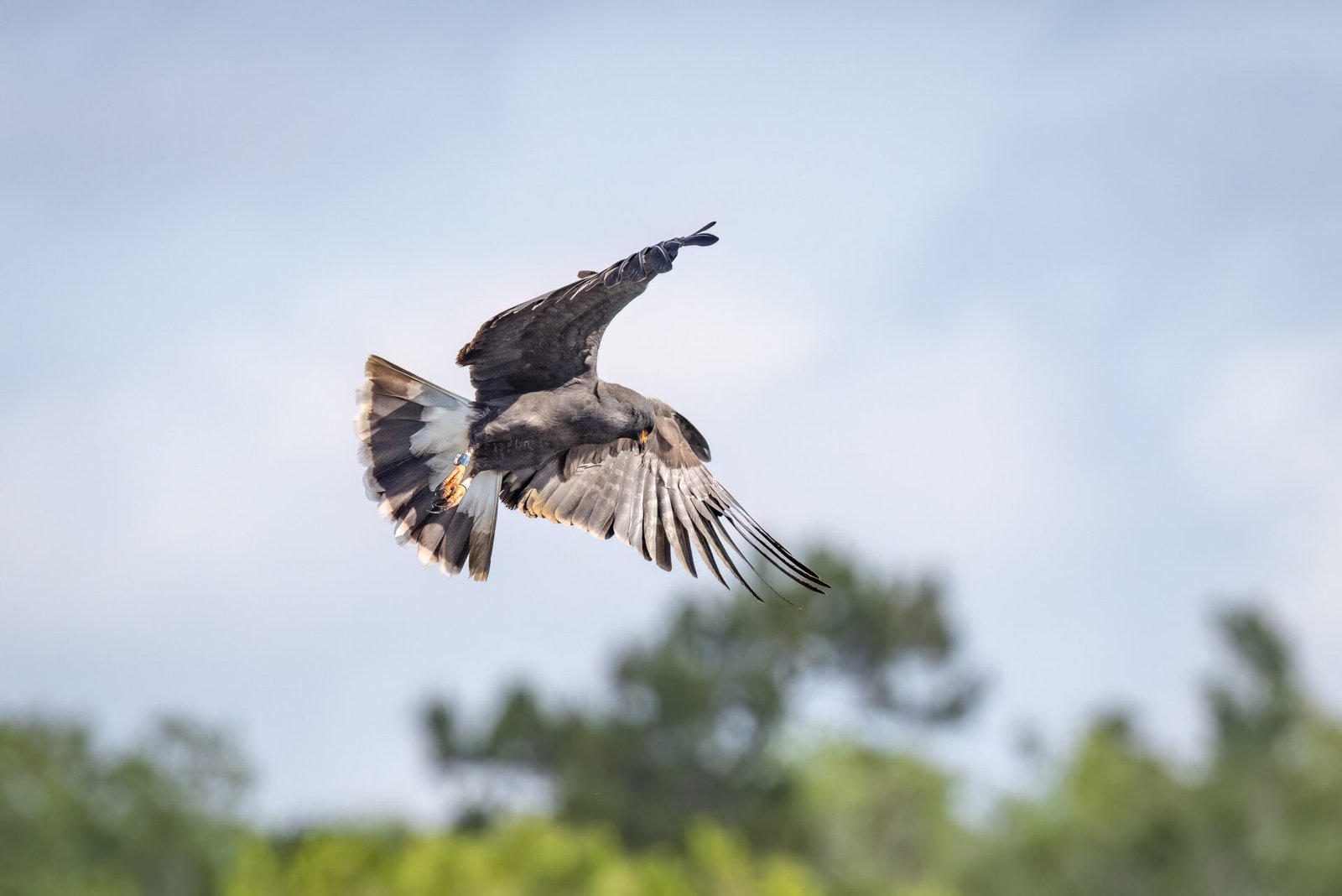 Snail Kite Male Swings Back To Left