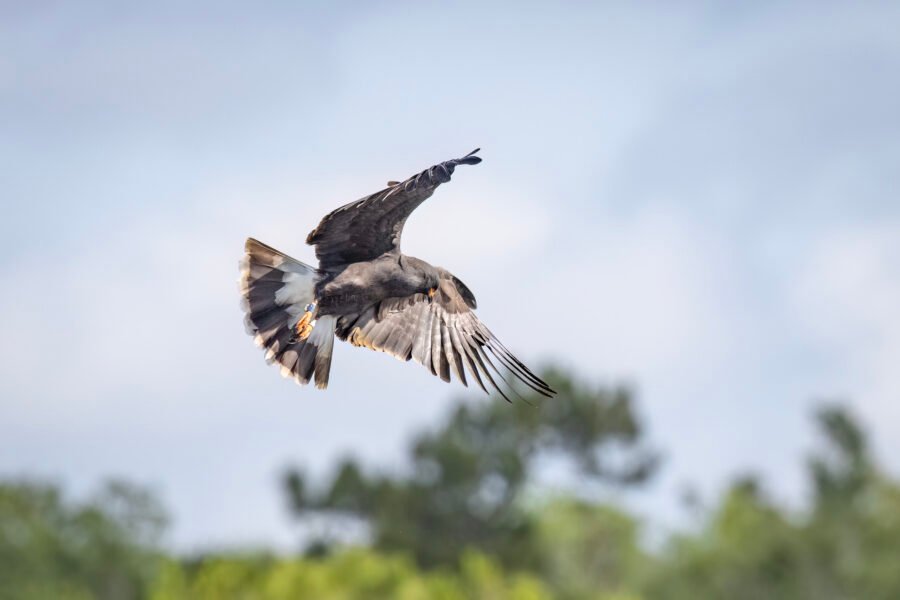 Snail Kite Male Swings Back To Left