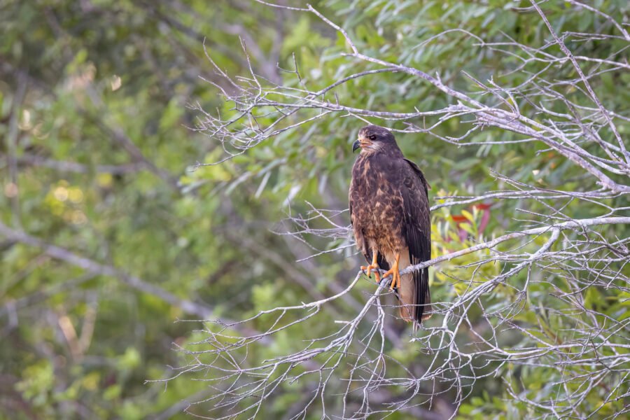Female Snail Kite Perched In Tree By Creek