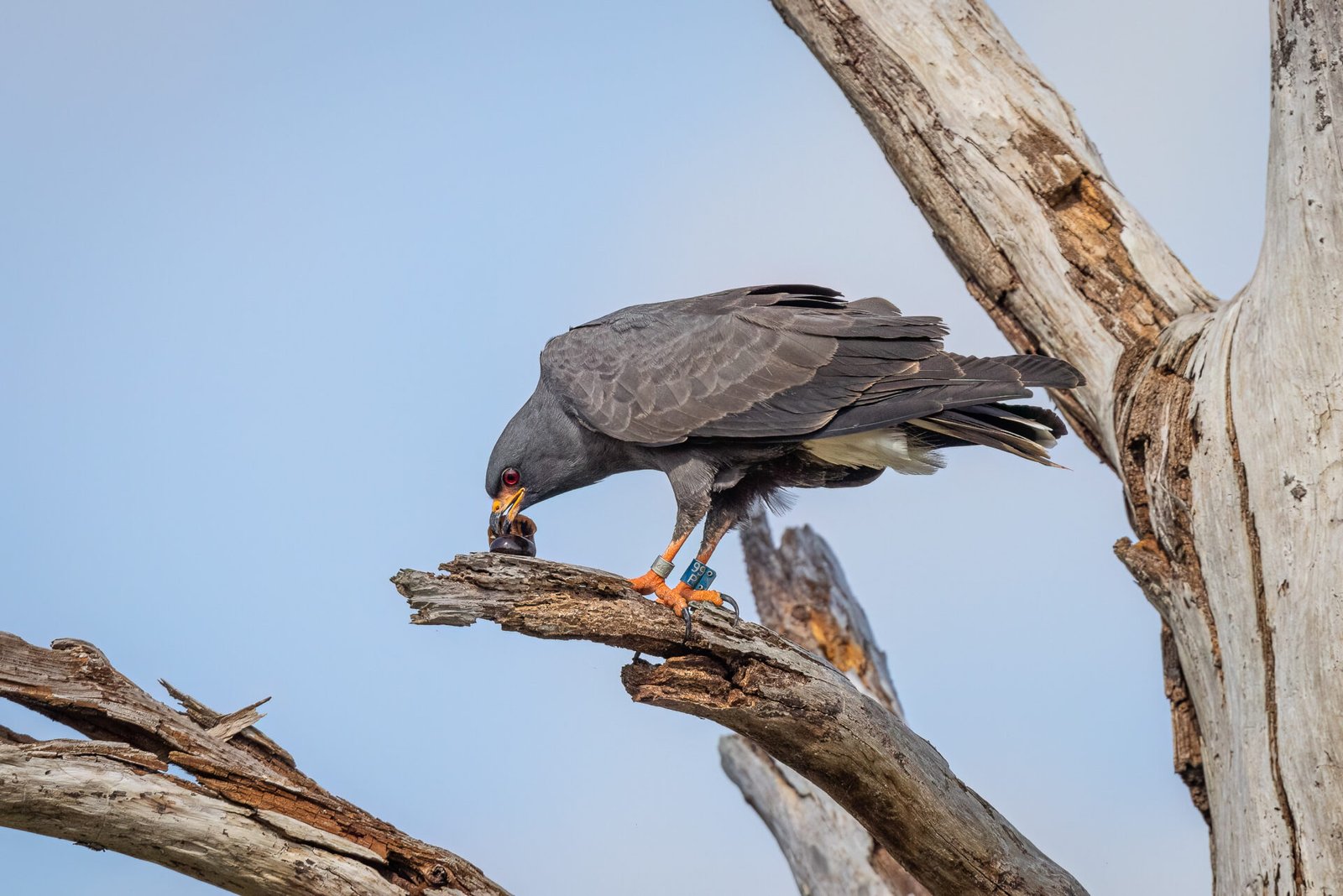 Male Snail Kite Eats Snail On Dead Branch