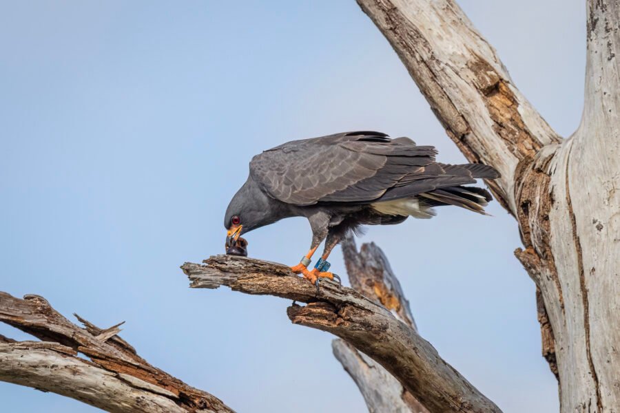 Male Snail Kite Eats Snail On Dead Branch