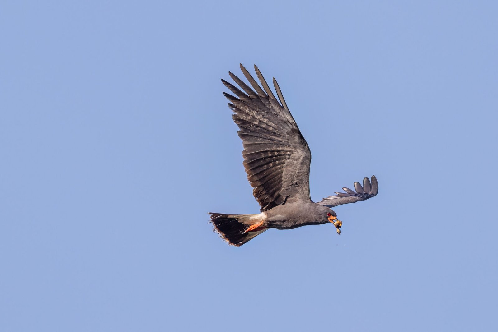 Male Snail Kite Flies With Partially Eaten Snail