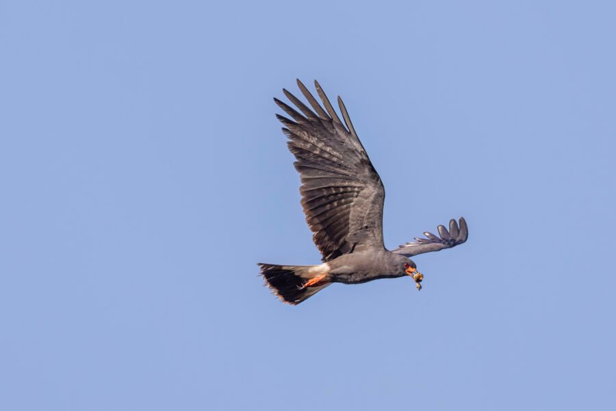 Male Snail Kite Flies With Partially Eaten Snail