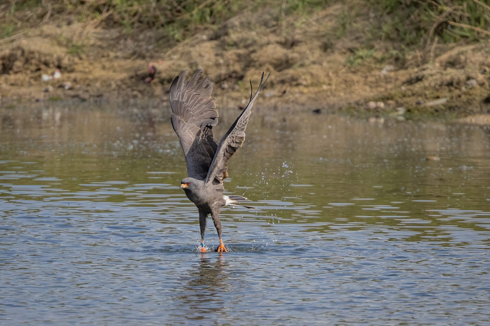 Male Snail Kite Takes Off With Snail