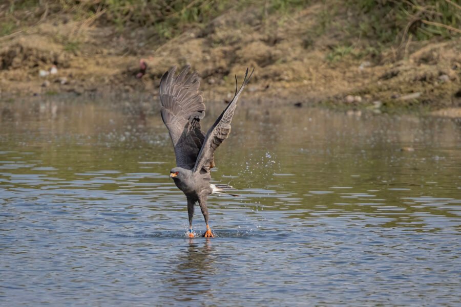 Male Snail Kite Takes Off With Snail