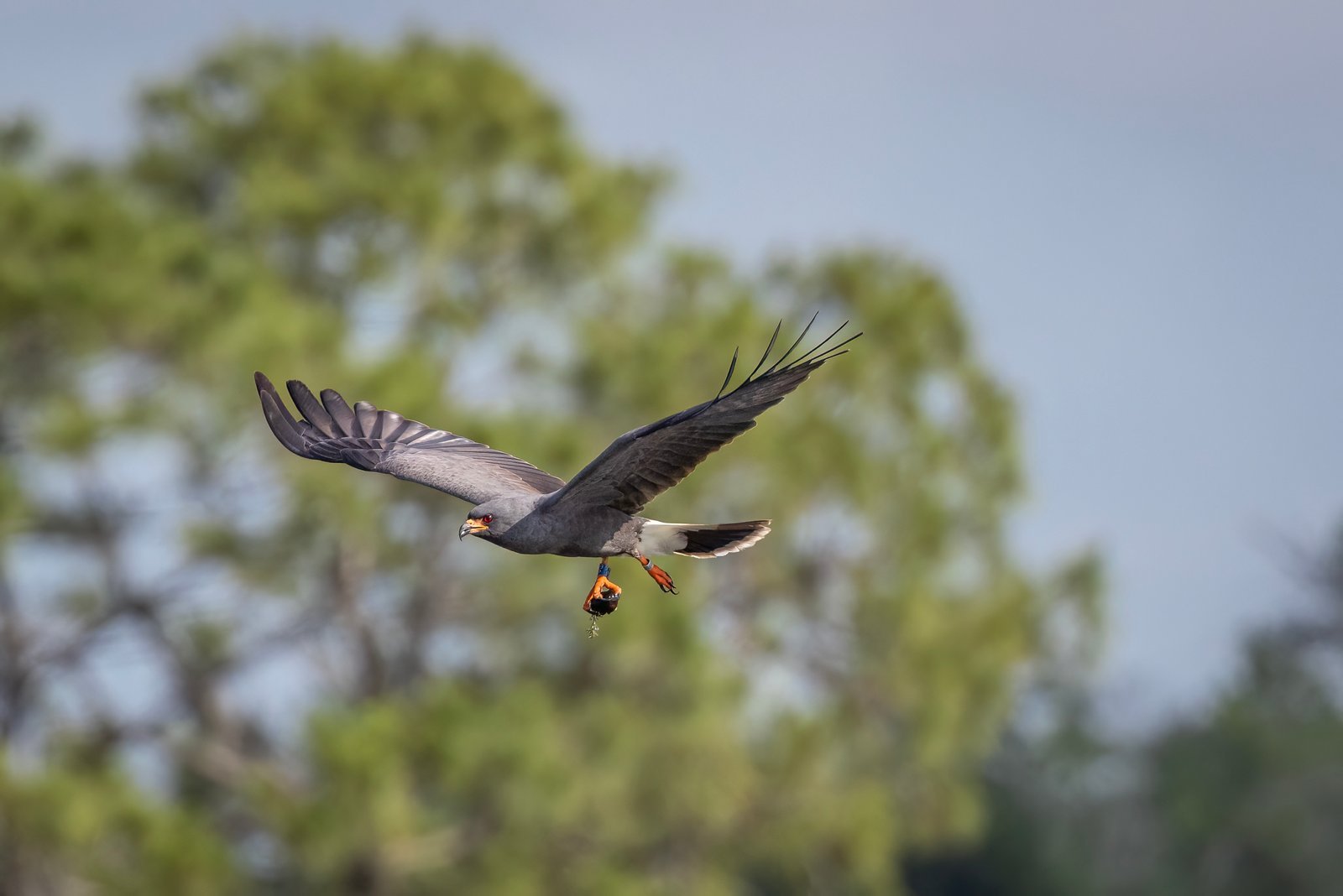 Snail Kite Male Flies By With Fresh Snail