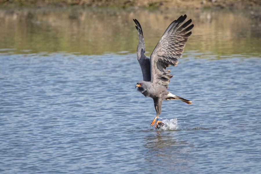 Snail Kite Male Flies Off With Fresh Snail