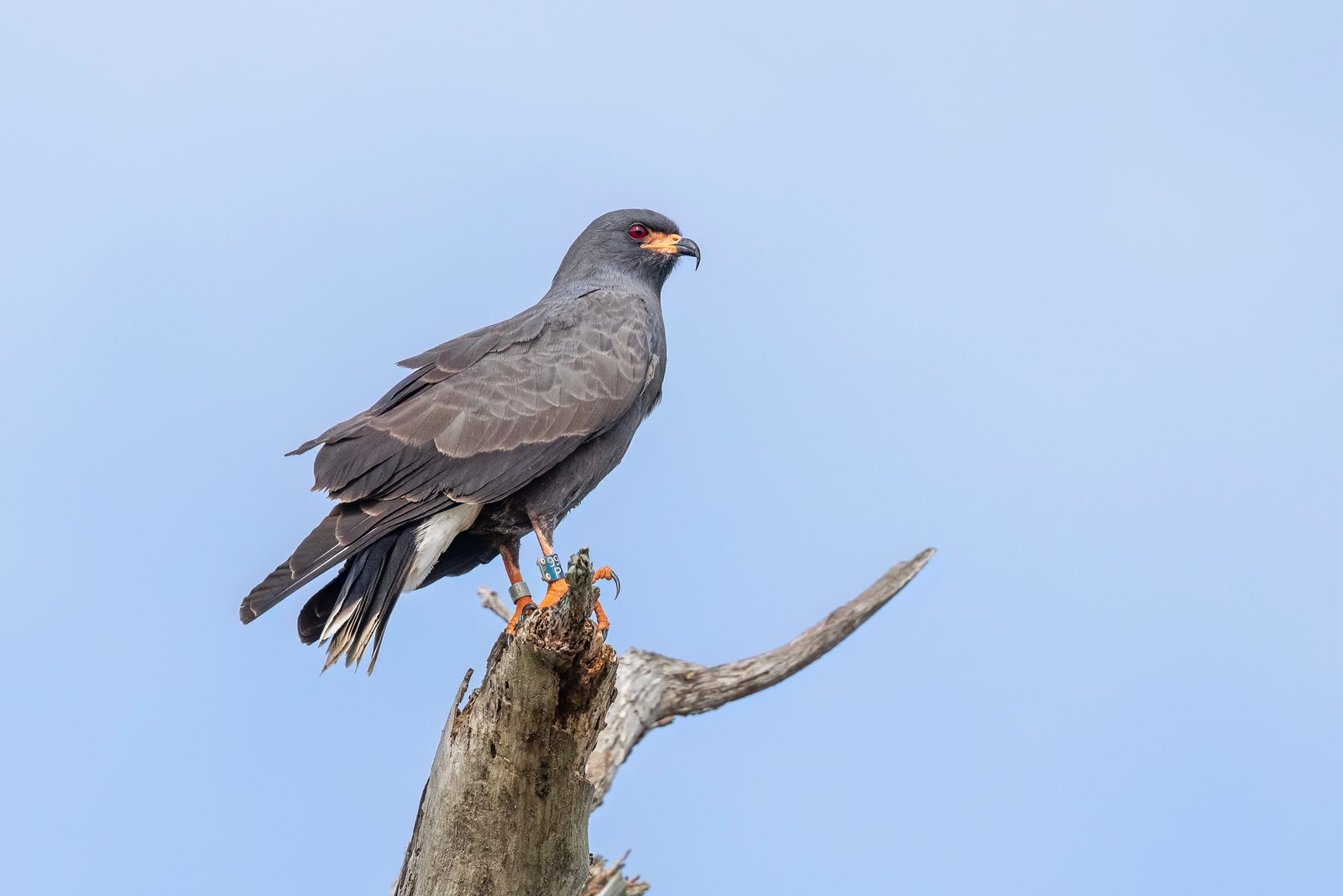 Snail Kite Male Rests At Top Of Dead Tree