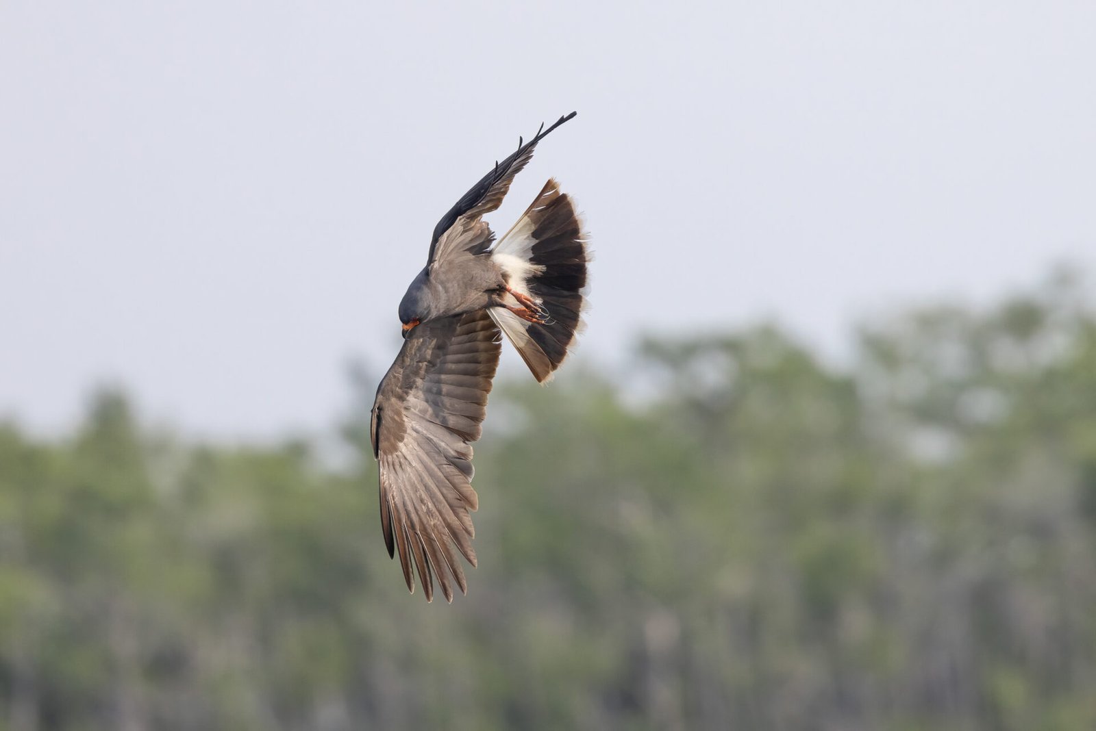Male Snail Kite Banks Hard Right For Snails