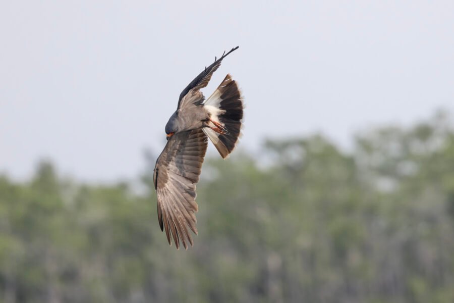 Male Snail Kite Banks Hard Right For Snails