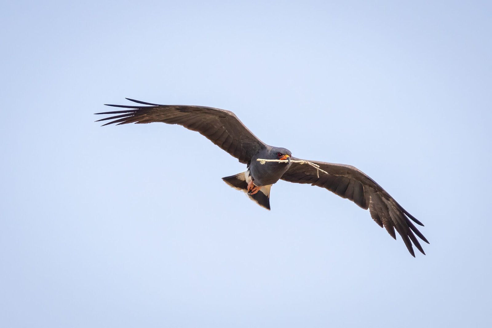 Male Snail Kite Flies By With Nest Material