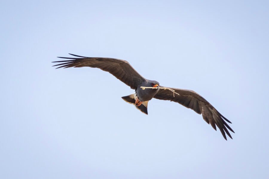 Male Snail Kite Flies By With Nest Material