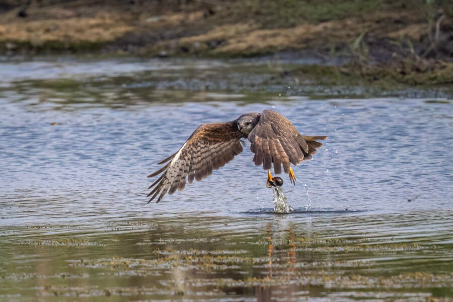 Snail Kite Female Lifts Off With Snail