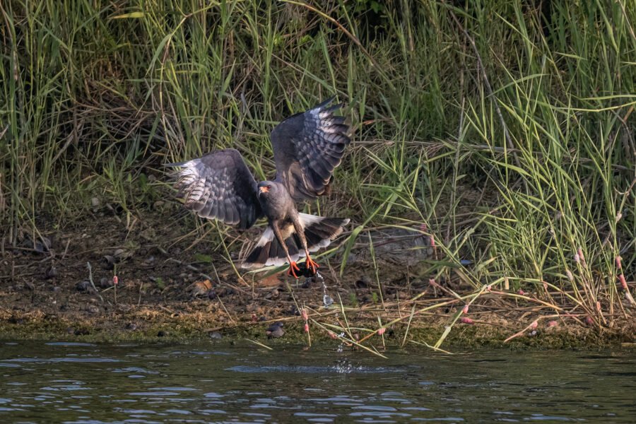Snail Kite Male Grabs Two Snails