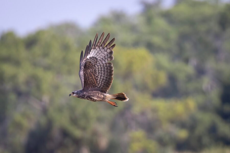Snail Kite Female Flies By To Left
