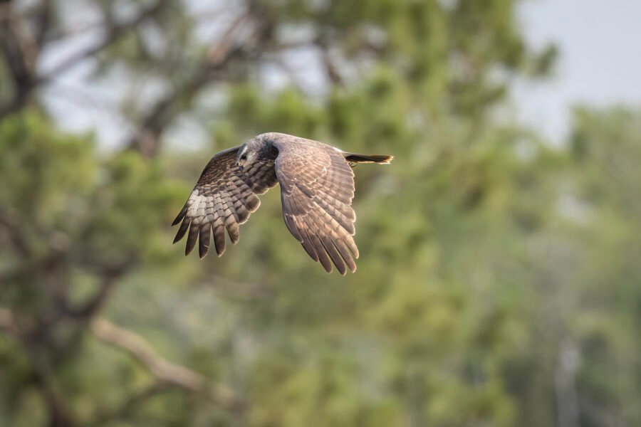 Snail Kite Female Flying By Left Looking For More Snails
