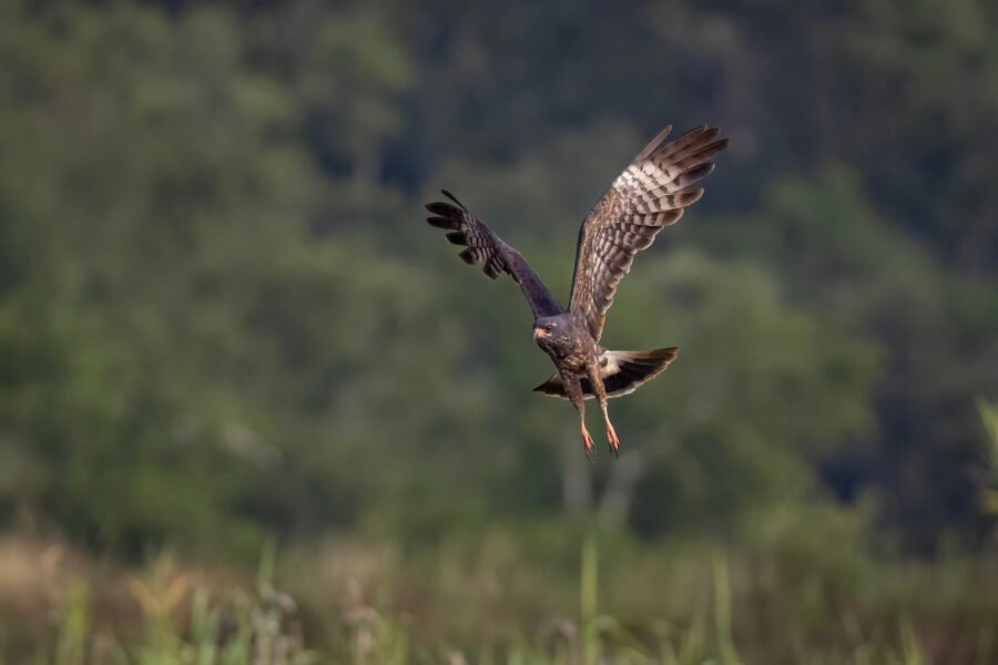 Snail Kite Female Ready To Hit Water For Snail