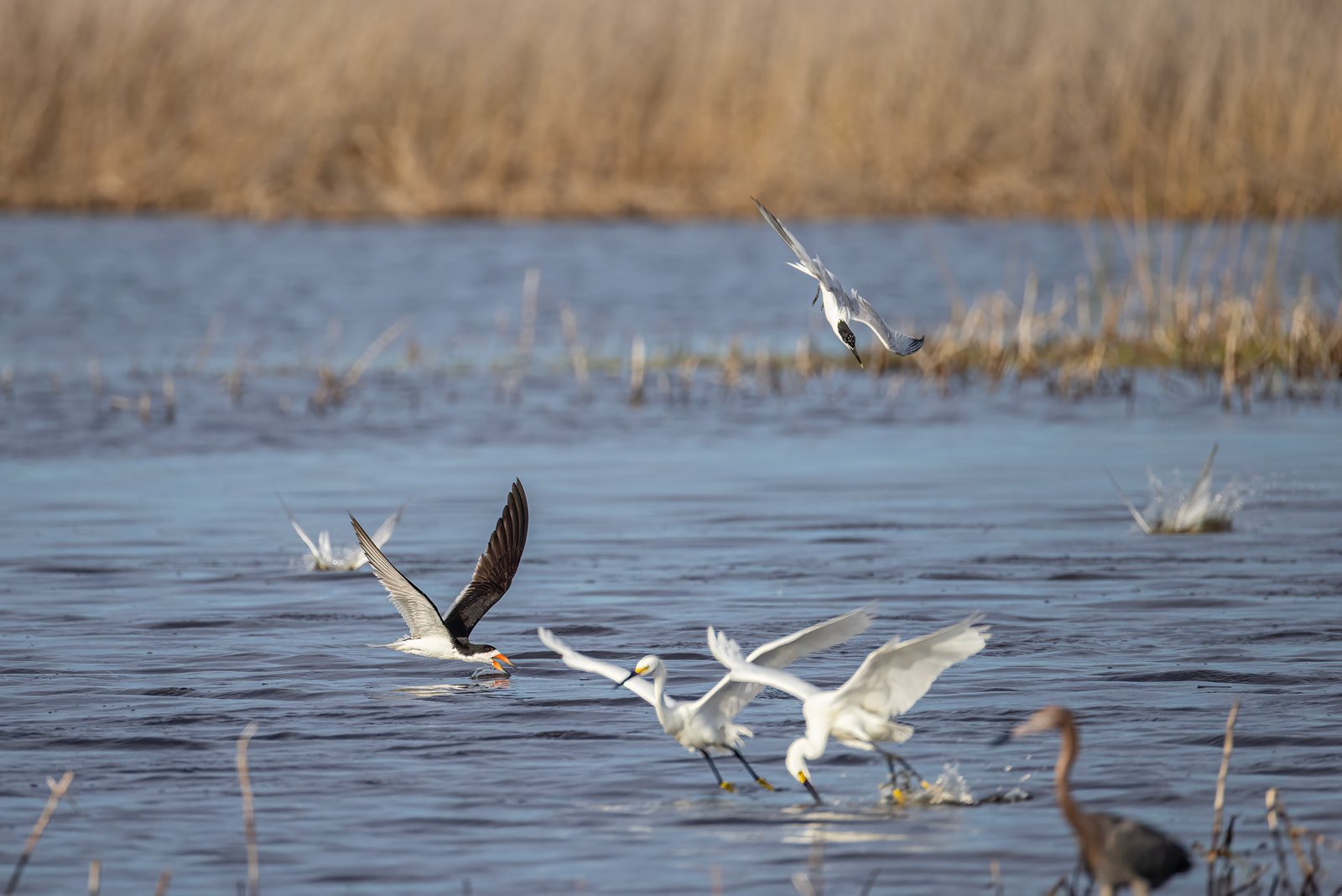 Sandwich Tern And Black Skimmer Join Feeding Frenzy