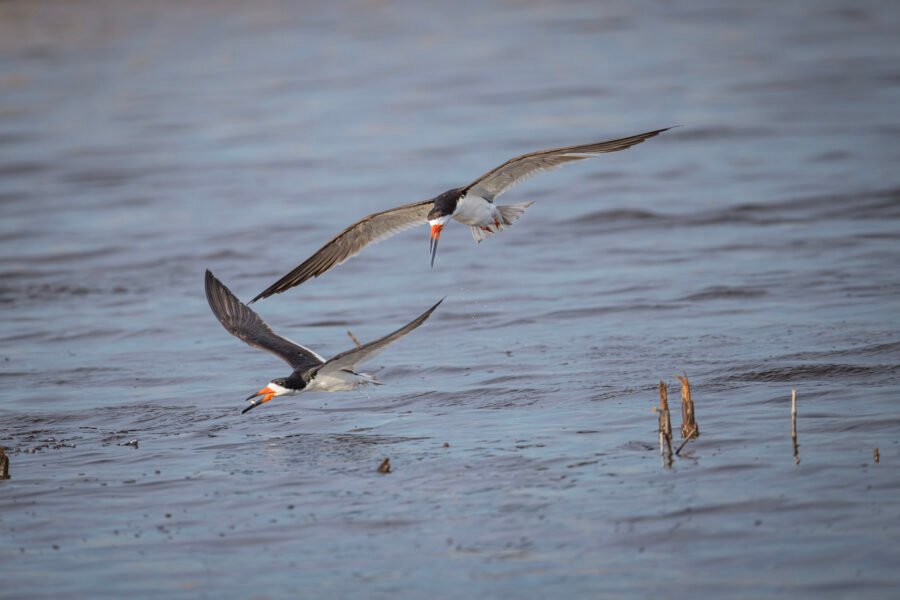 Black Skimmer Chases Another With Fish