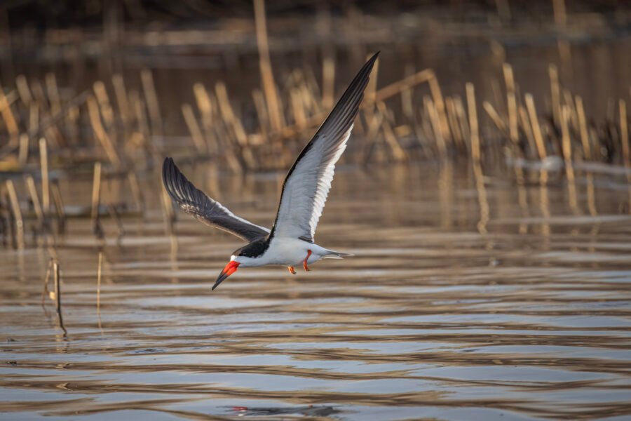 Black Skimmer Circles To Left For Landing