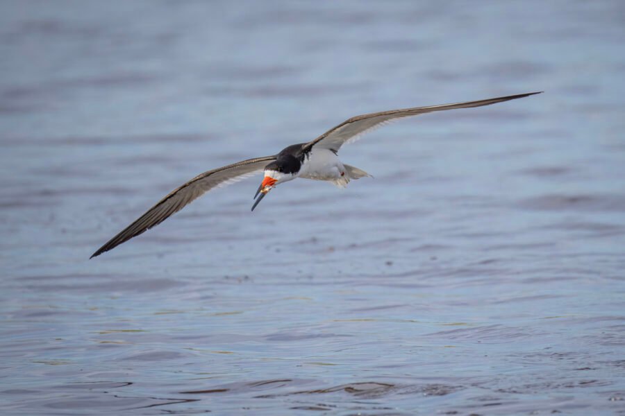 Black Skimmer Grabs Morning Meal