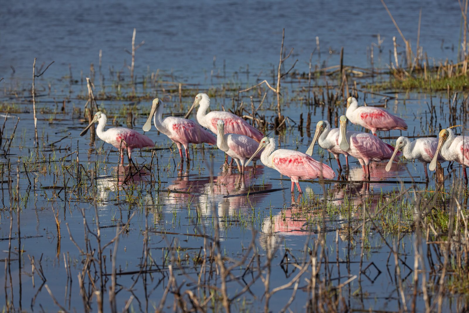 Flock Of Roseate Spoonbills Standing In Shallow Water With Reflection