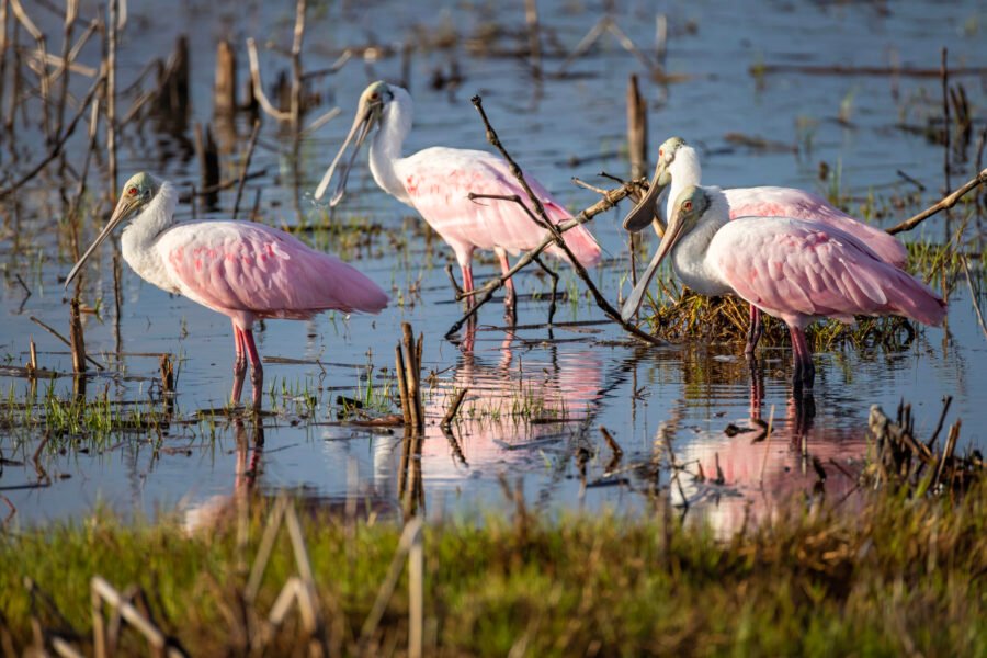 Group Of Roseate Spoonbills Pause For Break
