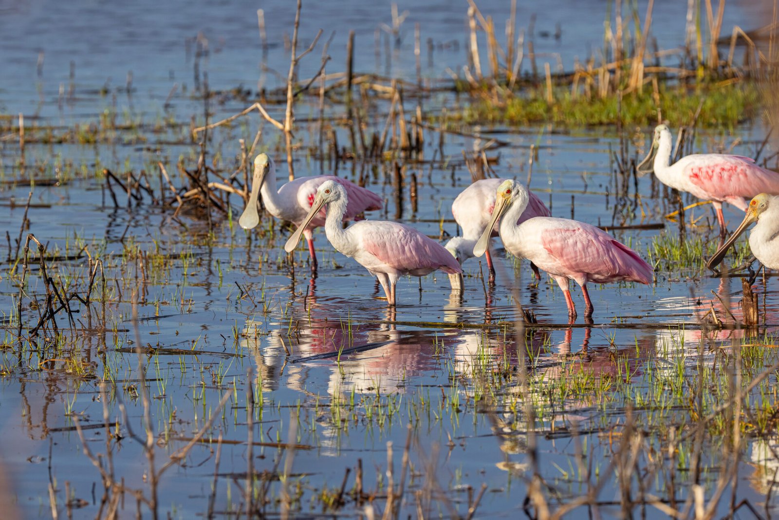 Group Of Roseate Spoonbills Resting In Shallow Pond With Reflection