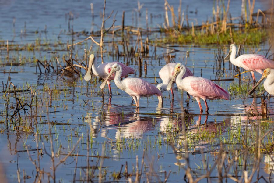Group Of Roseate Spoonbills Resting In Shallow Pond With Reflect
