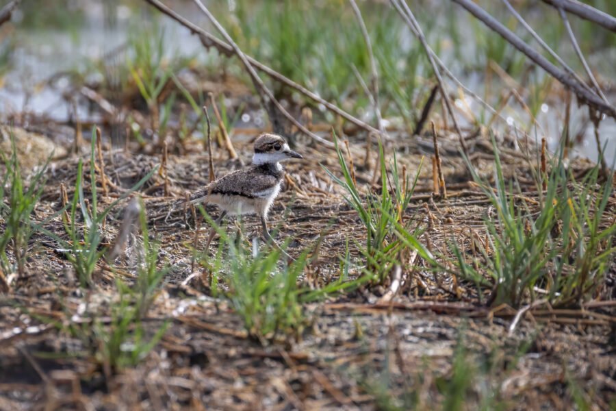 Killdeer Chick Scoots Through Grass