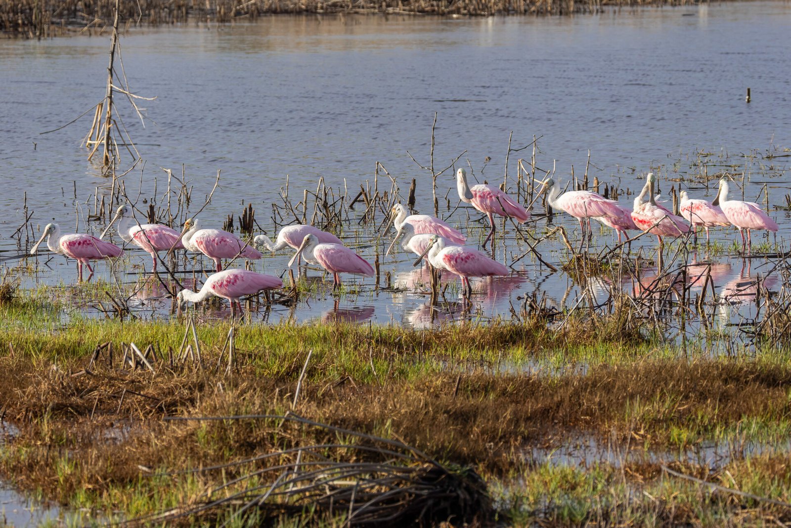 Large Flock Of Roseate Spoonbills Resting In Morning