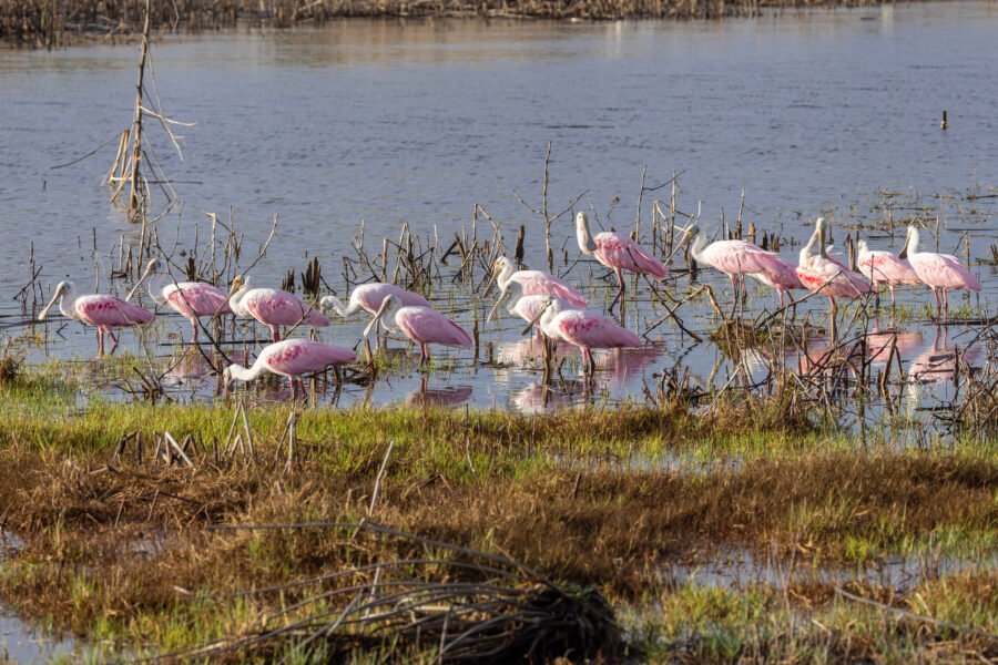 Large Flock Of Roseate Spoonbills Resting In Morning