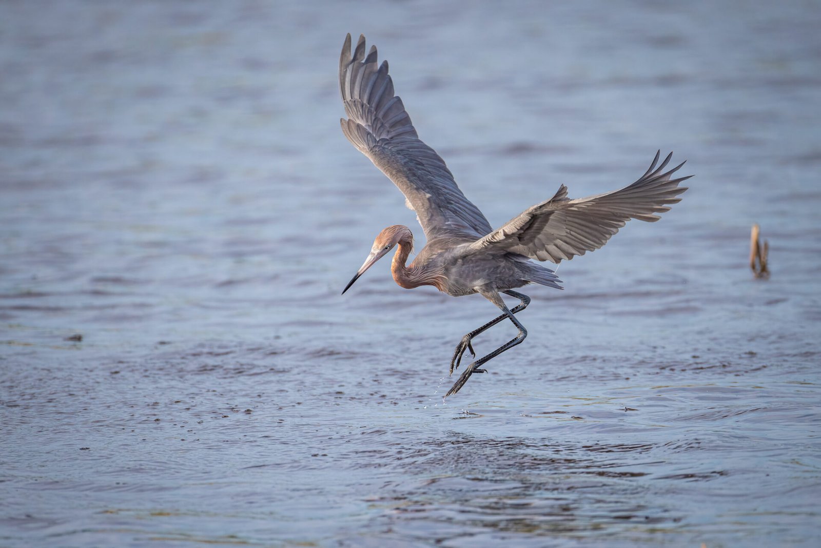 Reddish Egret Comes In For Landing