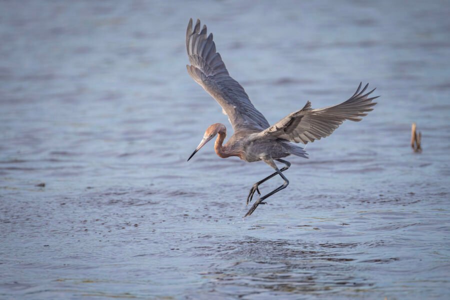 Reddish Egret Comes In For Landing