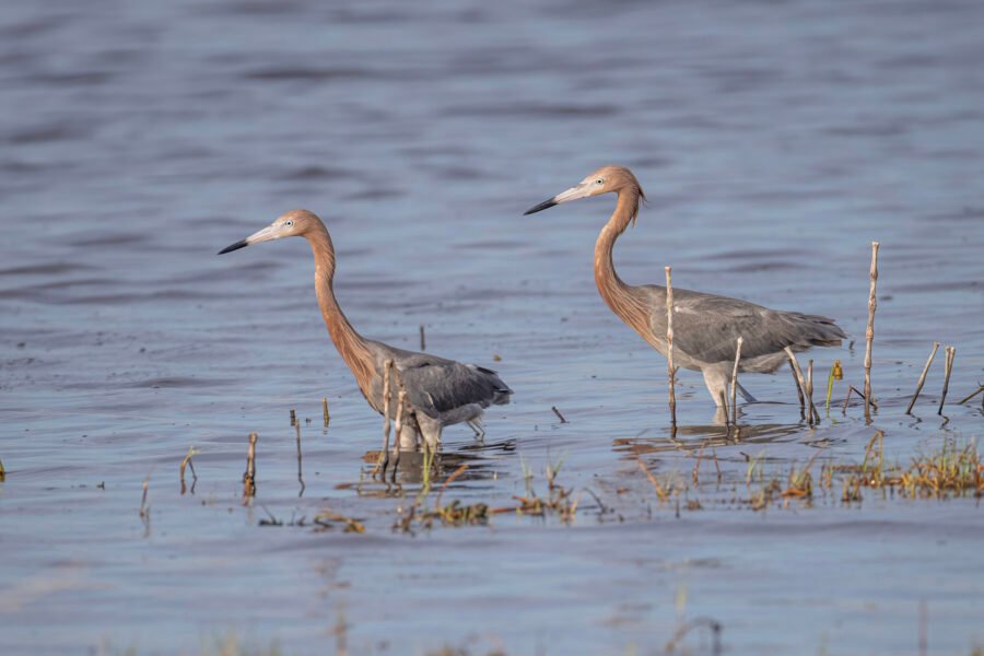 Reddish Egret Pair Wades By
