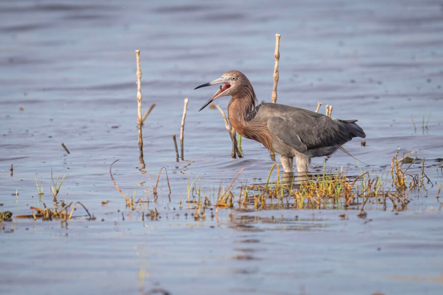 Reddish Egret Swallows Morning Meal