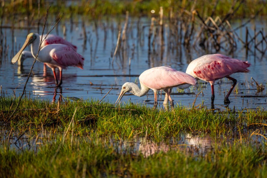 Roseate Spoonbills Feeding Along Grass In Shallow Pond