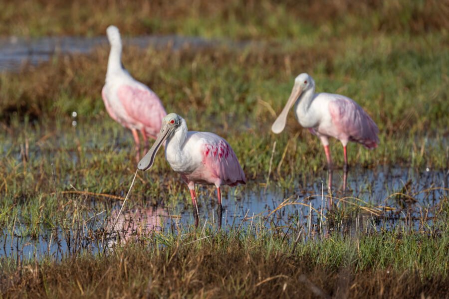 Small Group Of Roseate Spoonbills Rest In Morning Sun